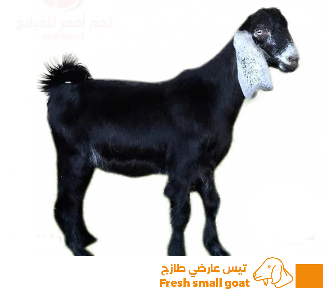 Aardhi goat